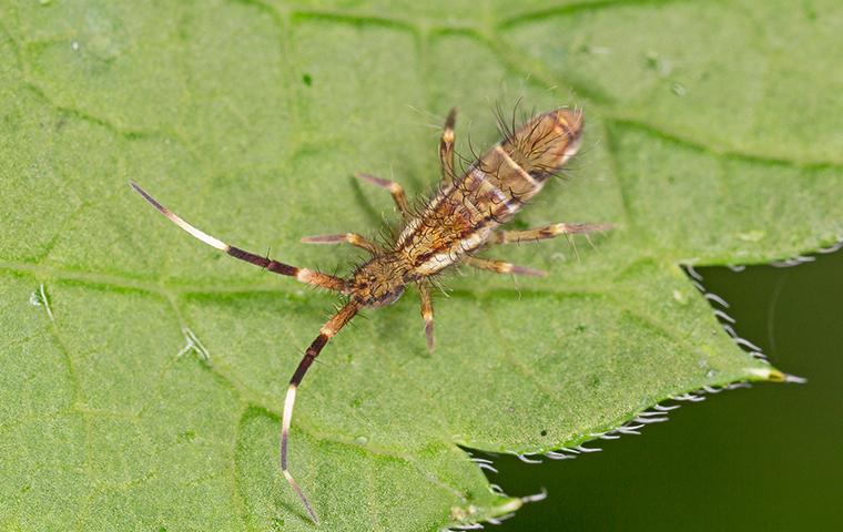 springtail on a leaf