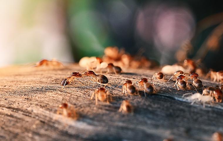 termites on wood outside