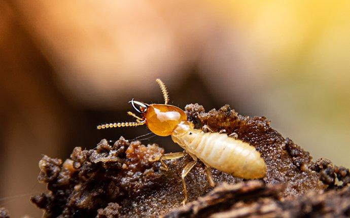 a termite crawling on damaged wood