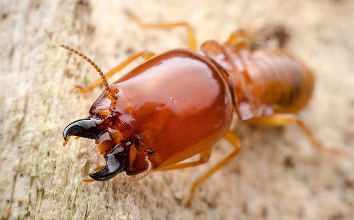 a termite on chewed wood