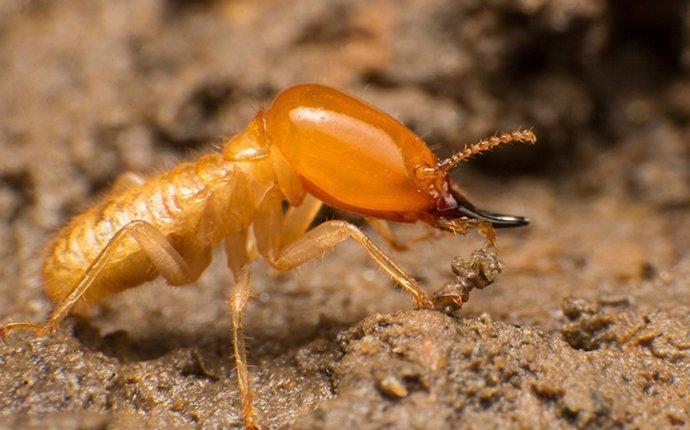 a termite crawling on chewed wood