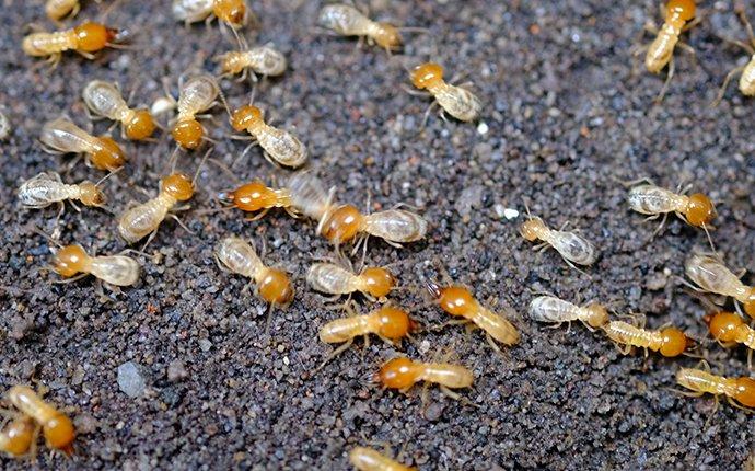 a termite infestation in a home