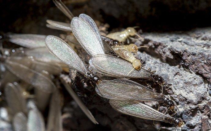 termite swarmers crawling on the ground