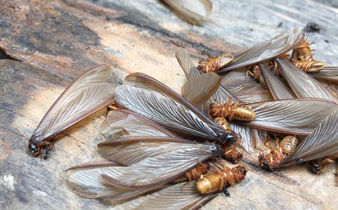 Termites deals with wings