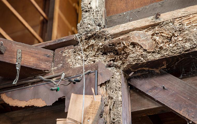 termite wood damage up close