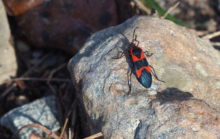 How To Identify Box Elder Bugs | Box Elder Bug FAQS