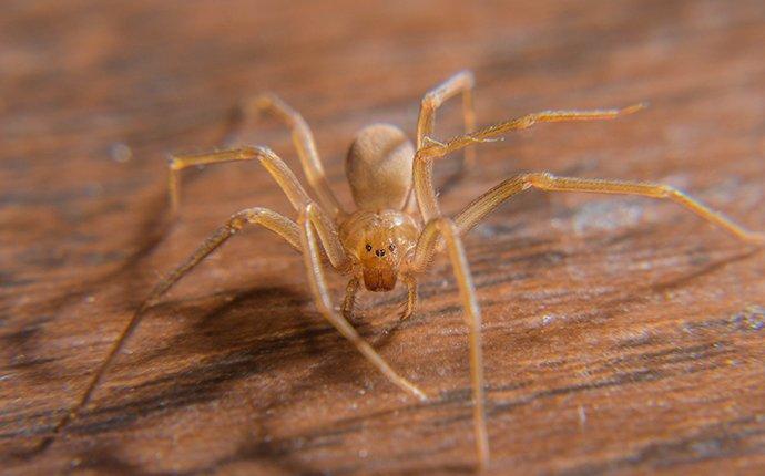 brown recluse on wooden floor