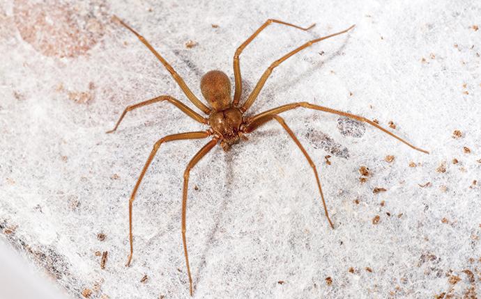 brown recluse spider in a basement