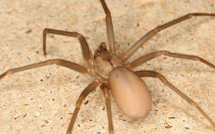 brown recluse on a stone