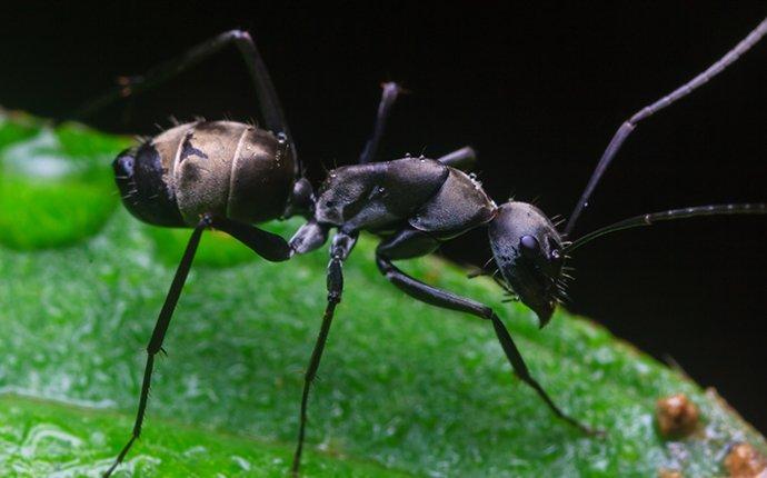 carpenter ant on wet leaf