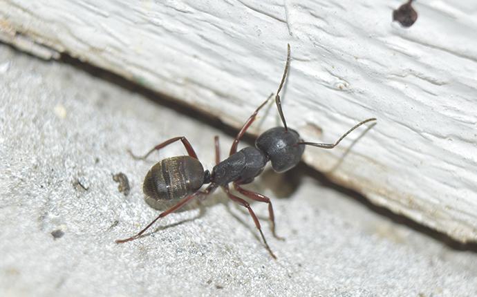 carpenter ant in home