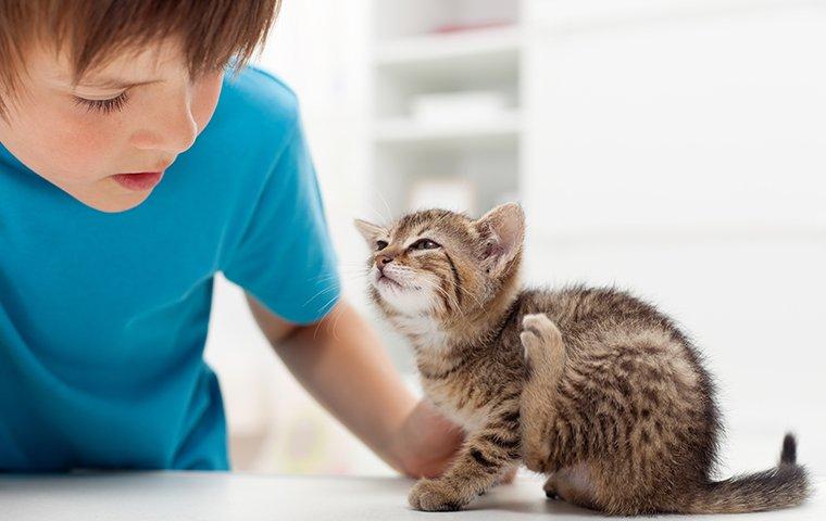 a boy watching his kitten scratch at fleas