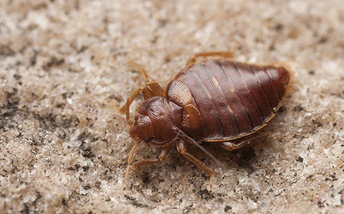 a bed bug up close in cayce south carolina