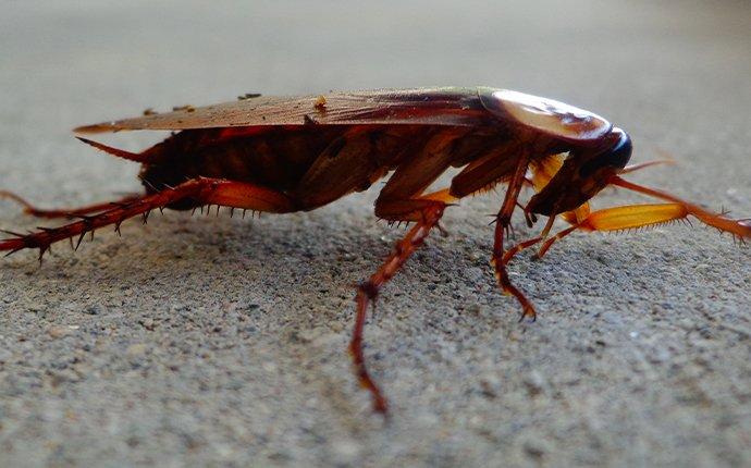 cockroach crawling on concrete