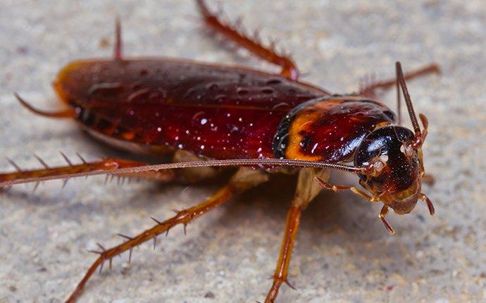 cockroach on floor tile