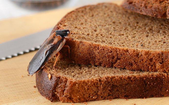 a cockroach crawling on bread