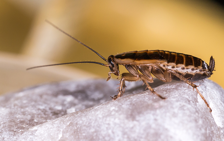 a cockroach on a rock