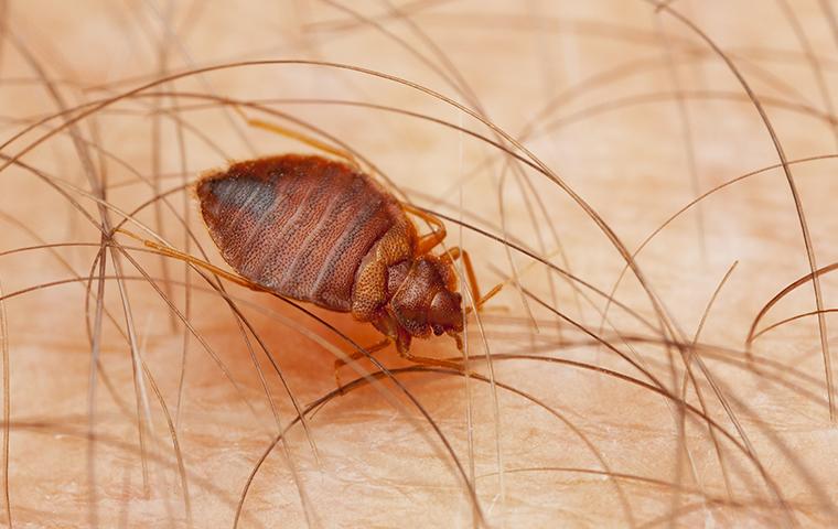 Bed Bug Treatment