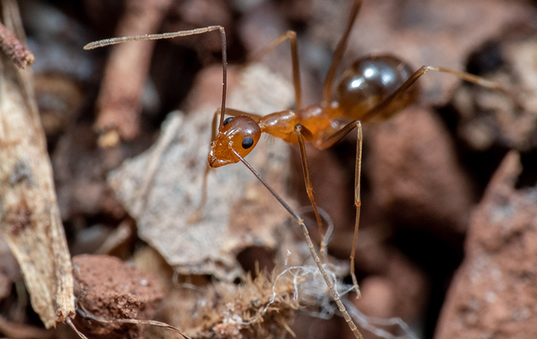 a crazy ant up close 