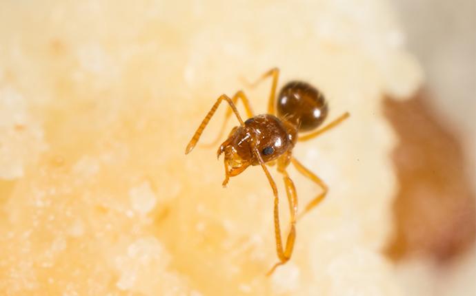 crazy ant eating cake