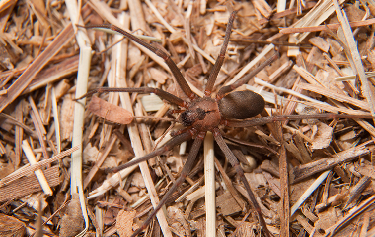 Black House Spider - The Australian Museum