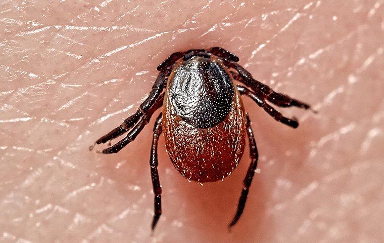 are tick bites dangerous to dogs