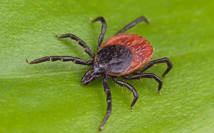 How South Carolina Homeowners Can Keep Ticks Out Of Their Yards