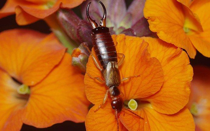 earwigs on orange flowers