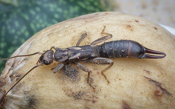 earwig in kitchen