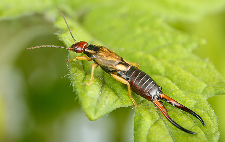 an earwig on a leaf