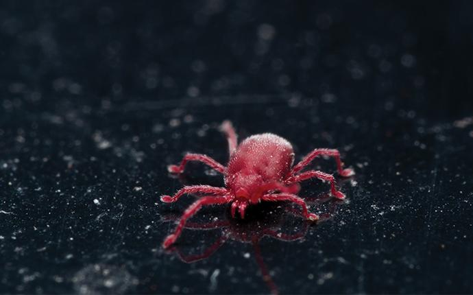 a tiny clover mite on a black surface near a home