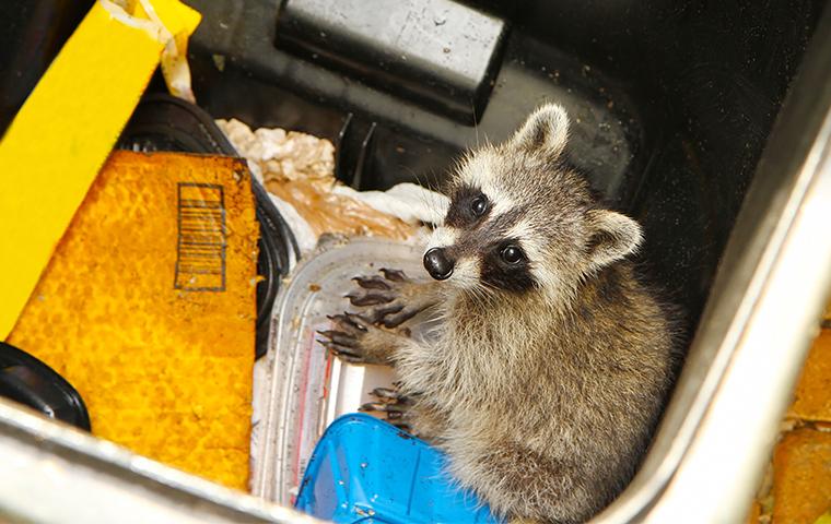a raccoon in a trash can