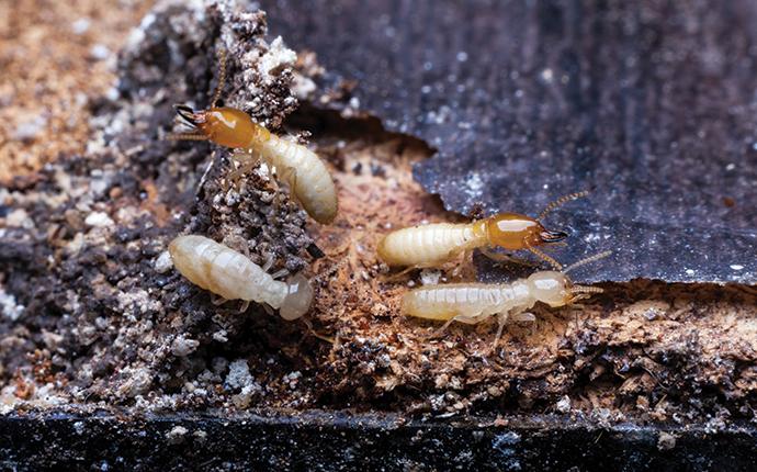 four termites damaging wood