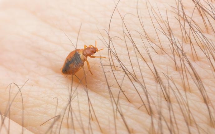 a bed bug near a hair line
