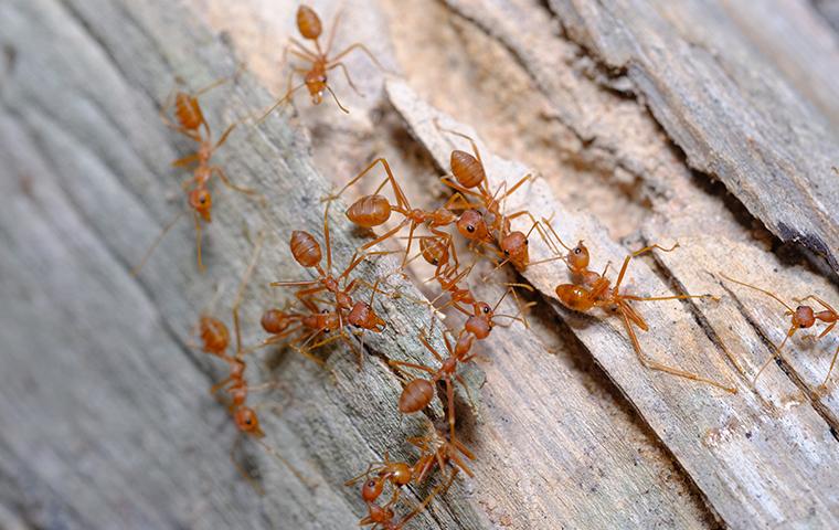 fire ants on wood
