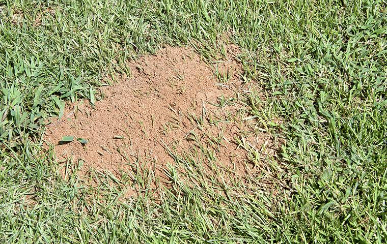fire ant damage to backyard grass
