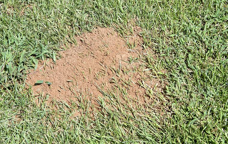 fire-ant-control-backyard.jpg