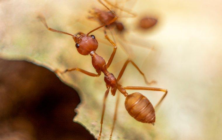 fire ant crawling