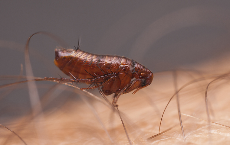 how-to-tell-the-difference-between-fleas-and-bed-bugs