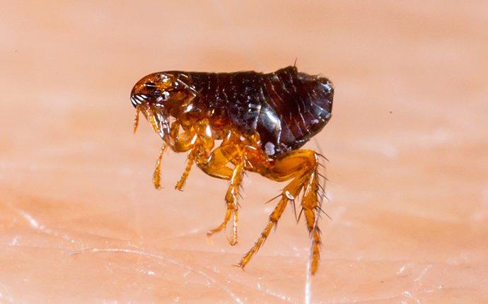 flea crawling on human skin
