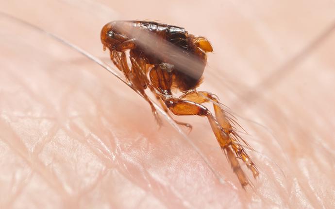 a flea on someones skin