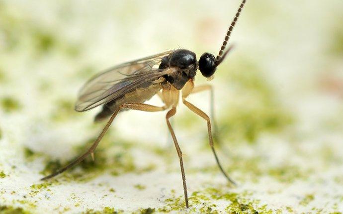 How Do I Know If It Is Fungus Gnats In My Aiken Home   Fungus Gnat Crawling On Kitchen Surface 