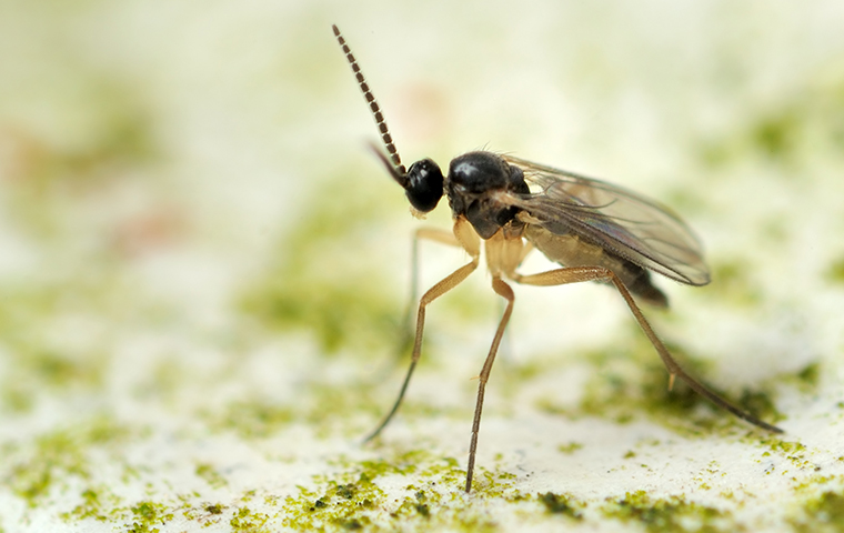 Fungus Gnats In Aiken: Keeping Them Outside Your Home