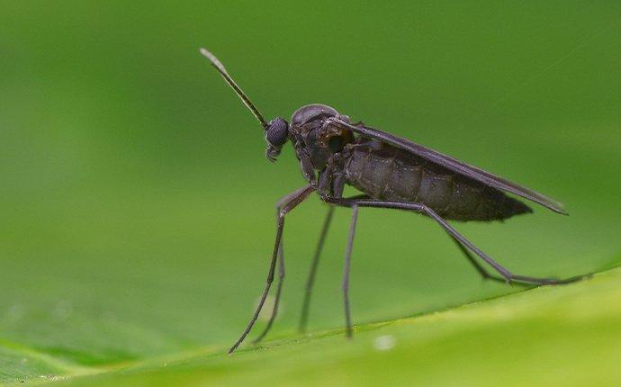 How Do I Know If It Is Fungus Gnats In My Aiken Home?