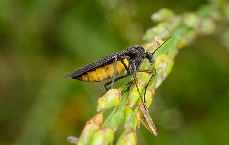 How To Make A Fungus Gnat Trap At Home