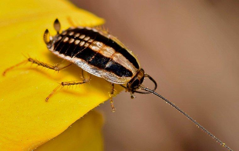 german cockroach on a yellow petal