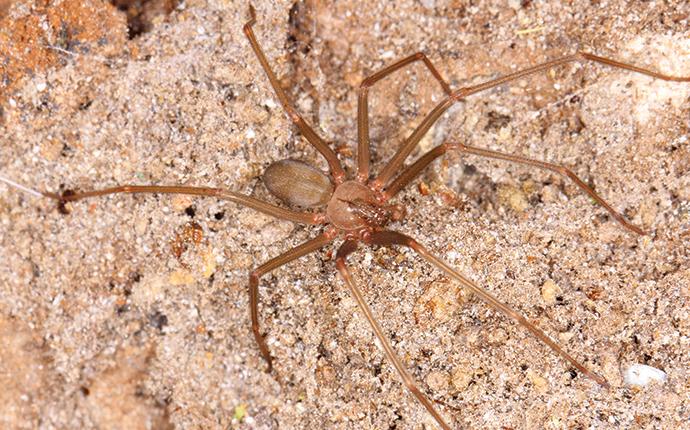 a brown recluse outside a house in gilbert sc