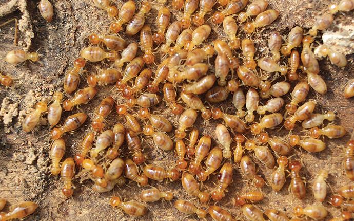 a large cluster of termites