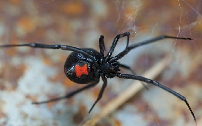 a dangerous black widow spider