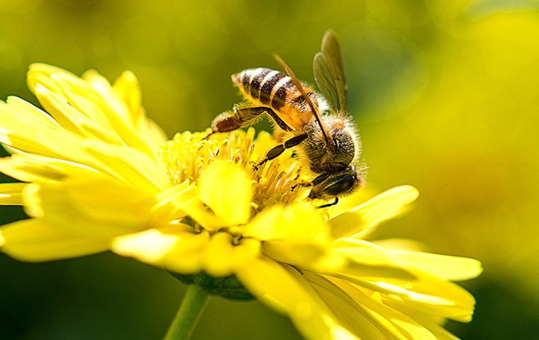 Honey Bee Identification Faqs About Honey Bees